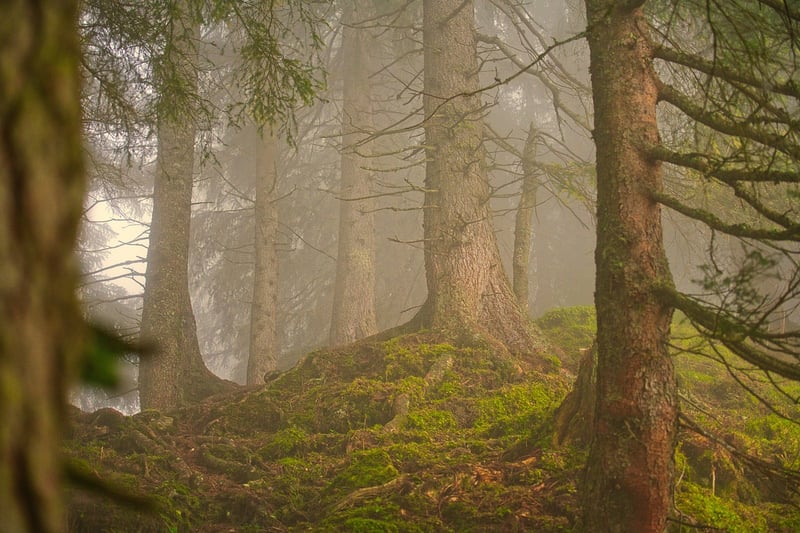 Enigmatic Whispers